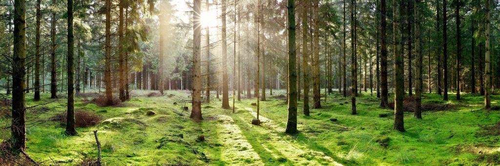 Bosque de coníferas con musgo