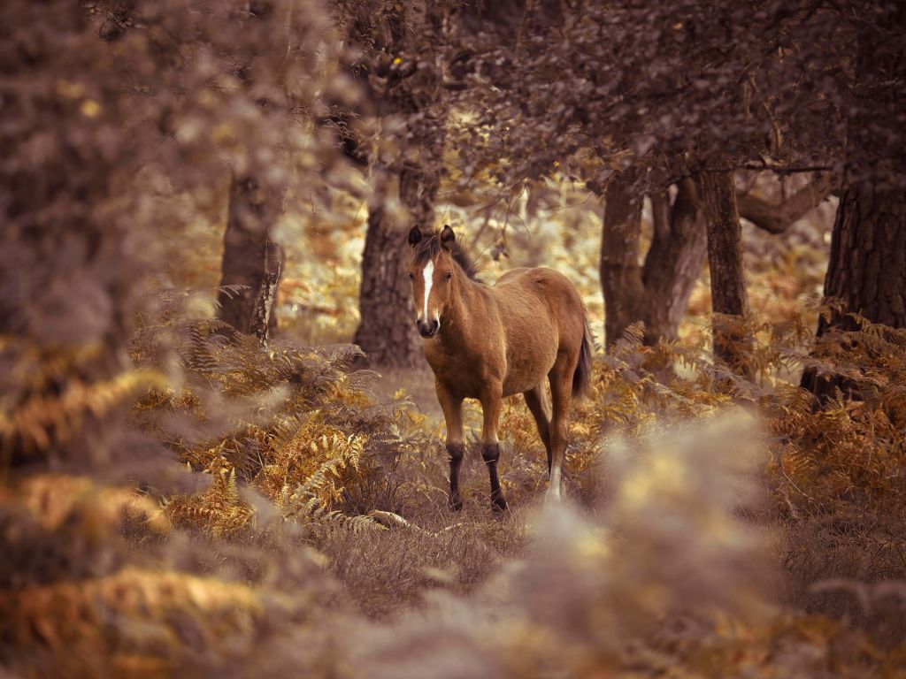 Caballo en el desierto