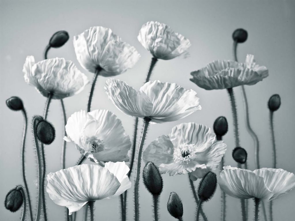 Amapolas de tono azul