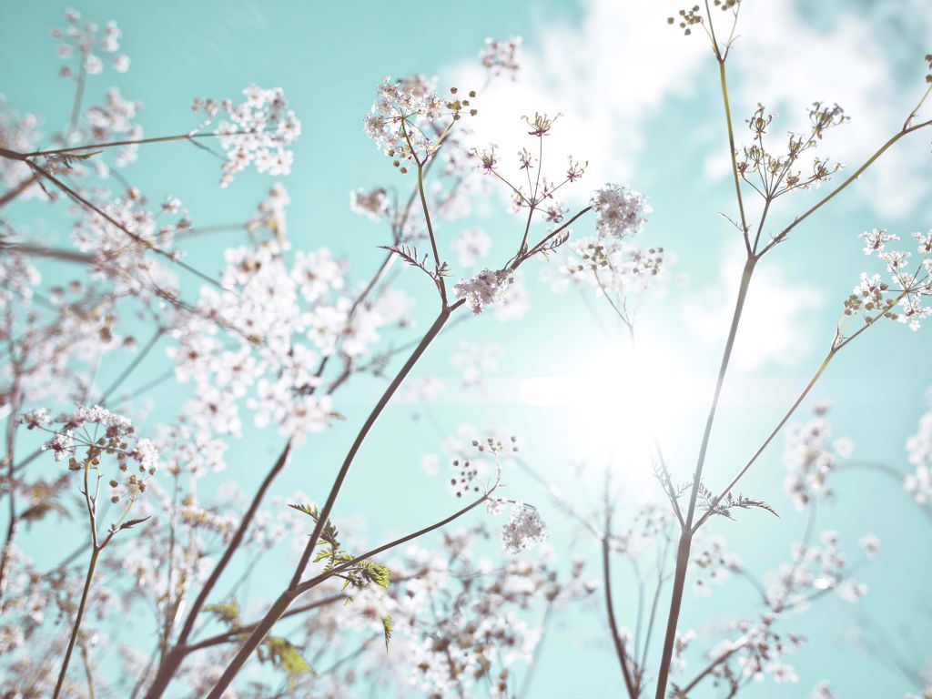 Almendros en flor al sol