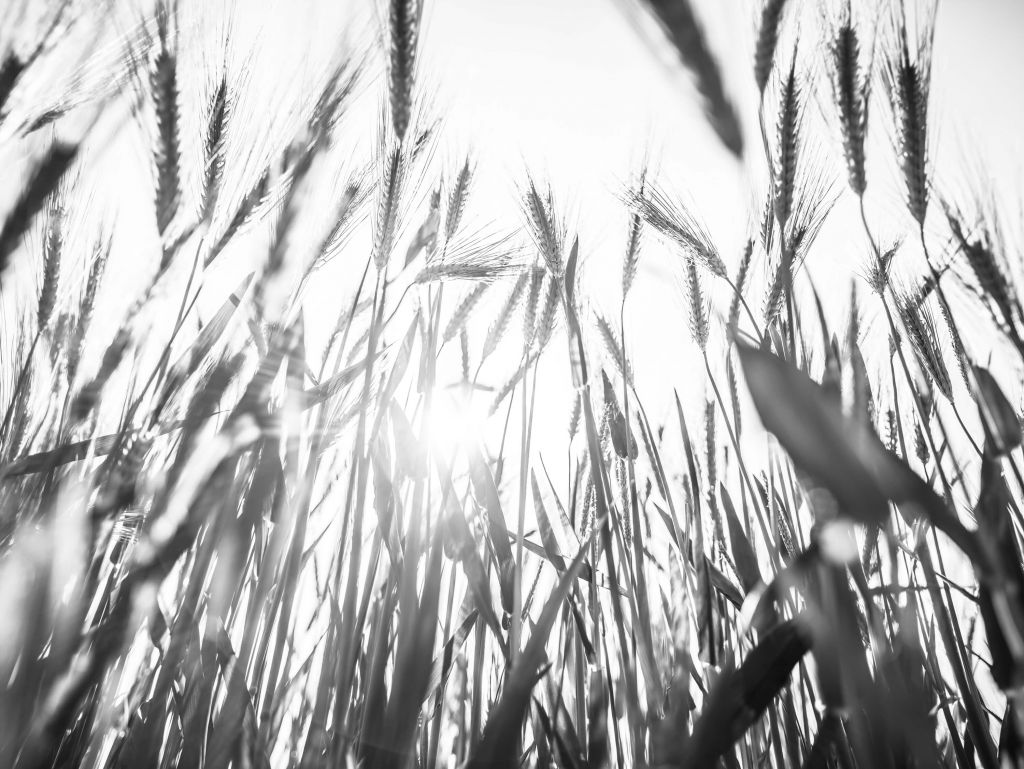 Campo de trigo soleado
