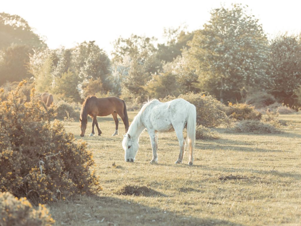 Caballos de pastoreo