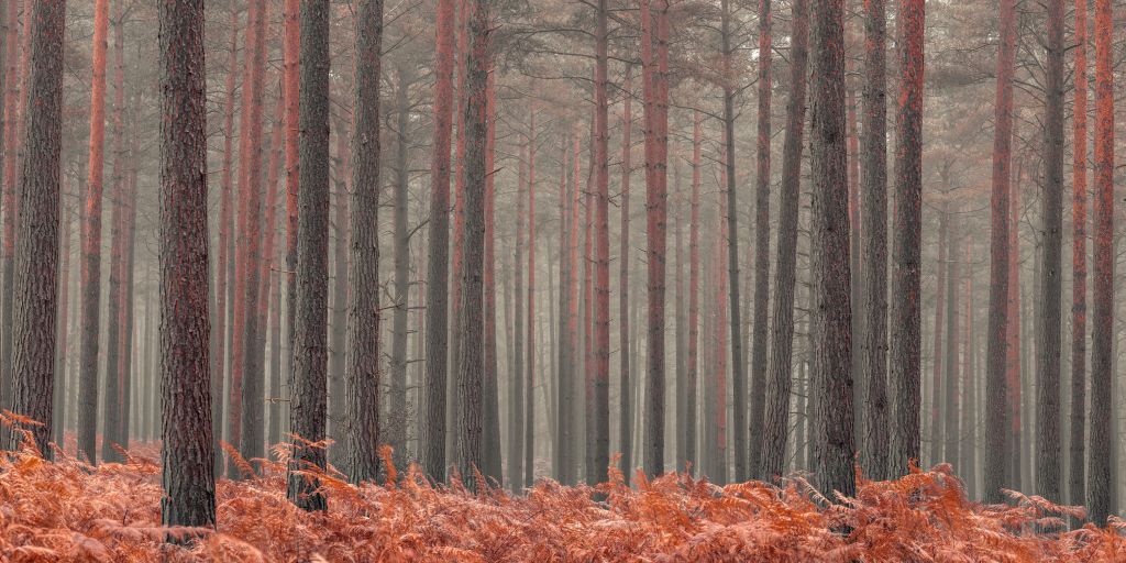Árboles en otoño