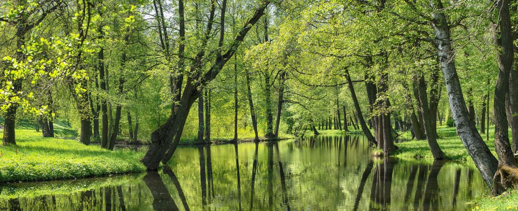 Paisaje de verano