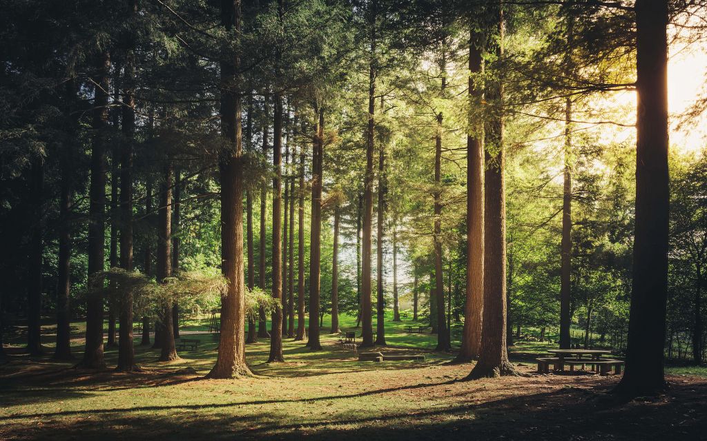 Bosque de verano