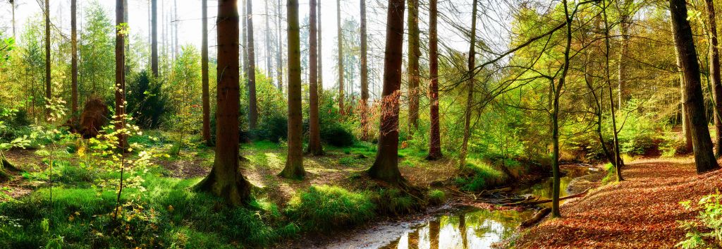 Bosque otoñal con luz solar brillante