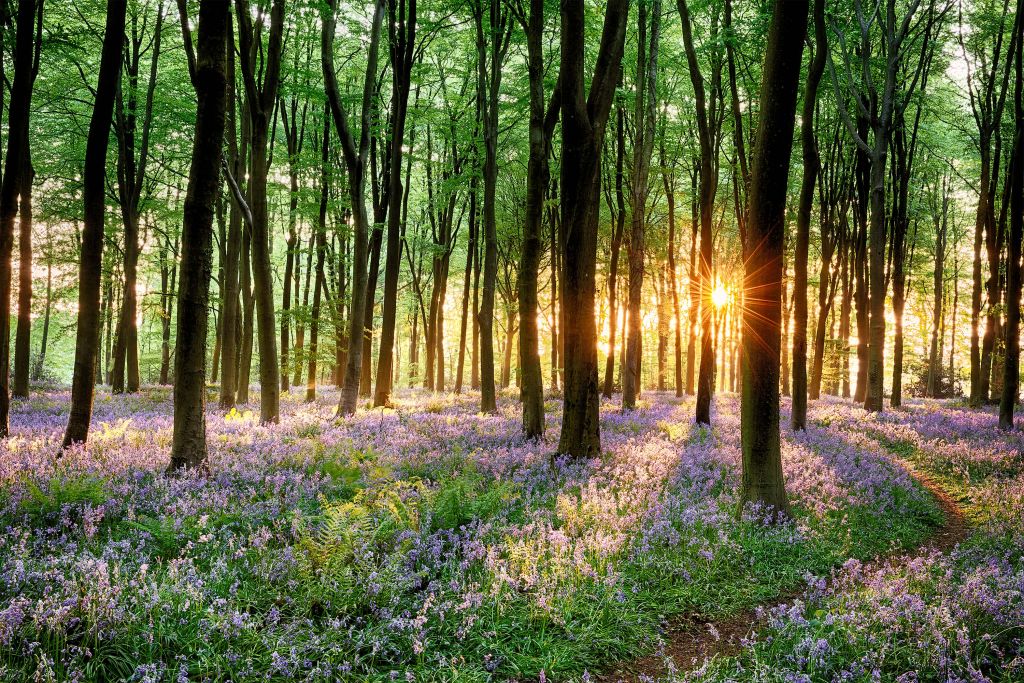 Camino del bosque al amanecer