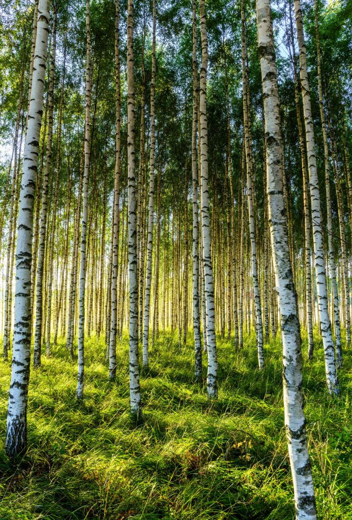 Bosque de abedules de verano