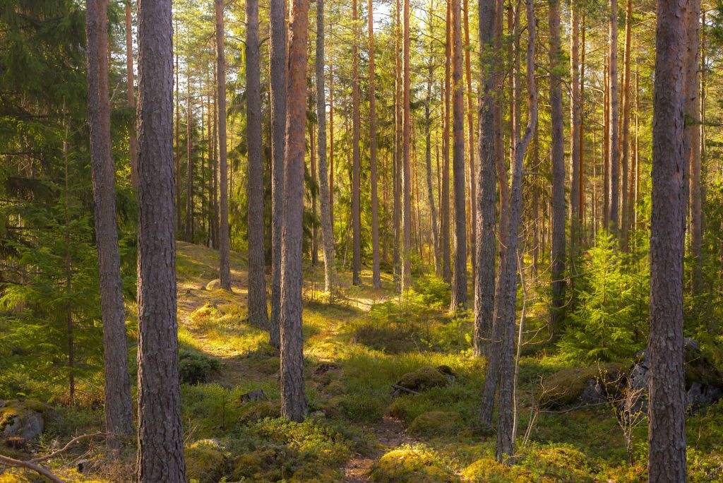 Bosque de verano