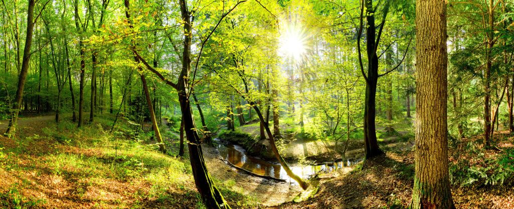 Bosque con un arroyo