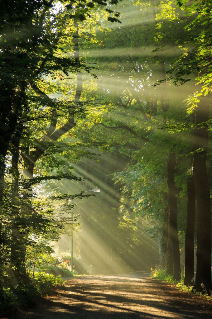 Rayos de sol entre los árboles