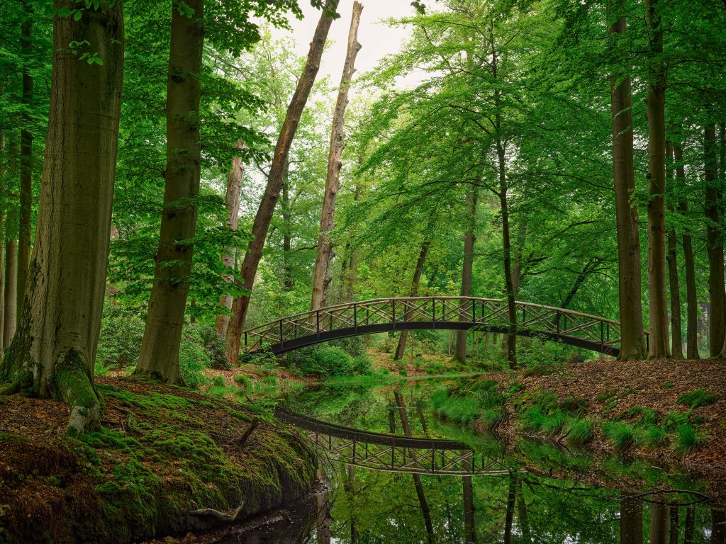 Puente en arco en el bosque