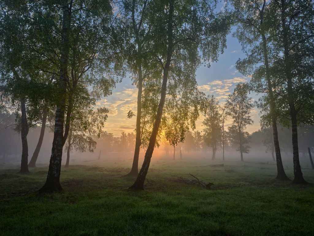 Amanecer en los abedules