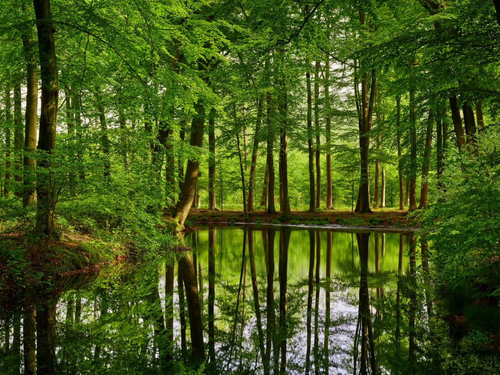 Reflejo de los árboles en el agua