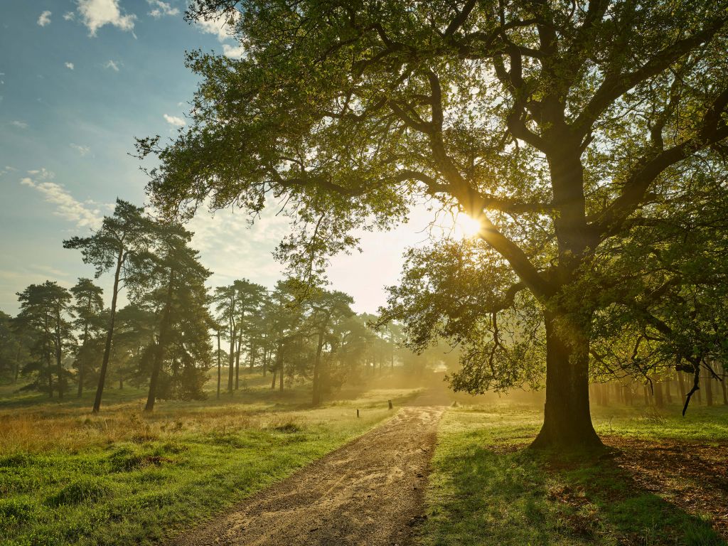 Amanecer en bosque