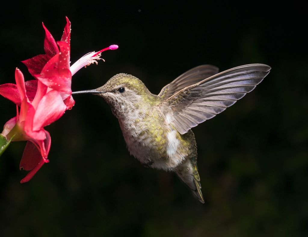 Colibrí con flor roja