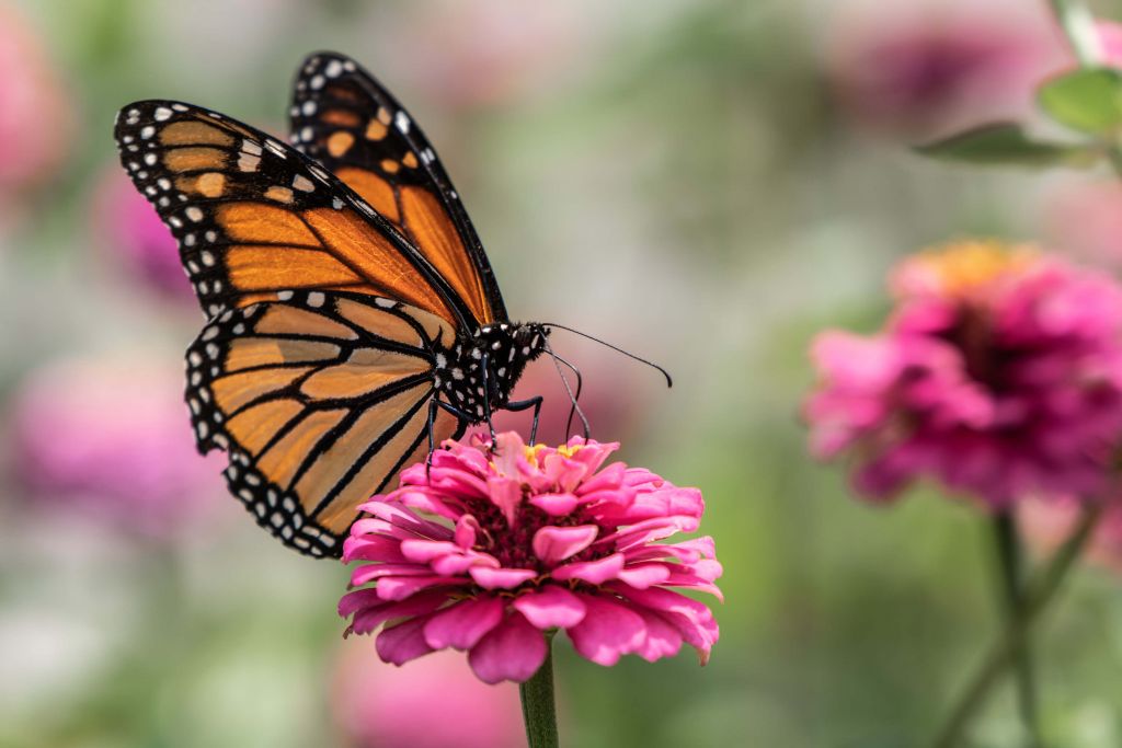 Una mariposa monarca