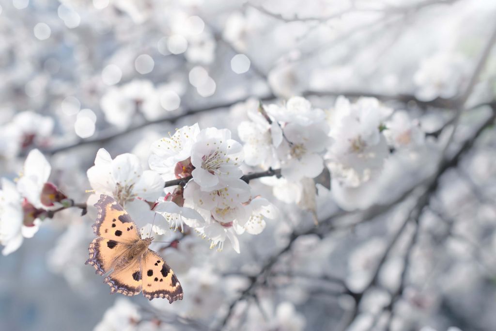 Mariposa con flores blancas