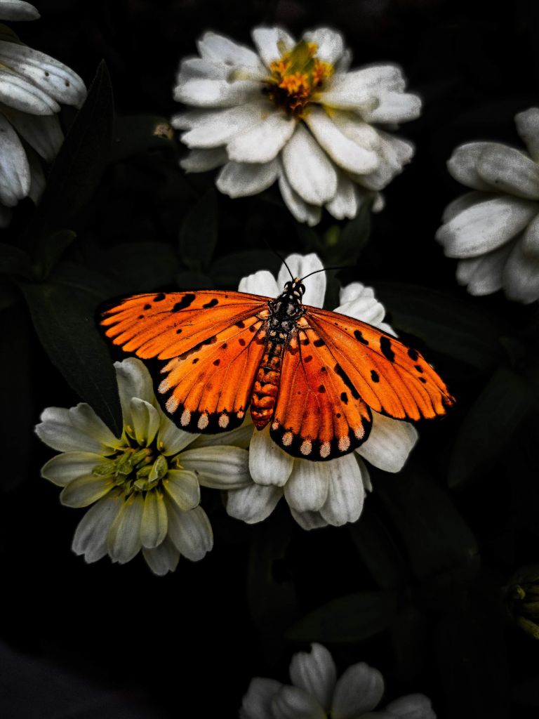 Mariposa monarca en una flor