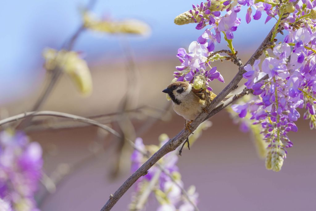 Gorrión y flores moradas