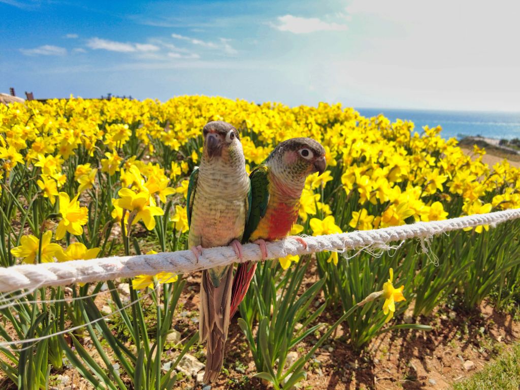 Loro