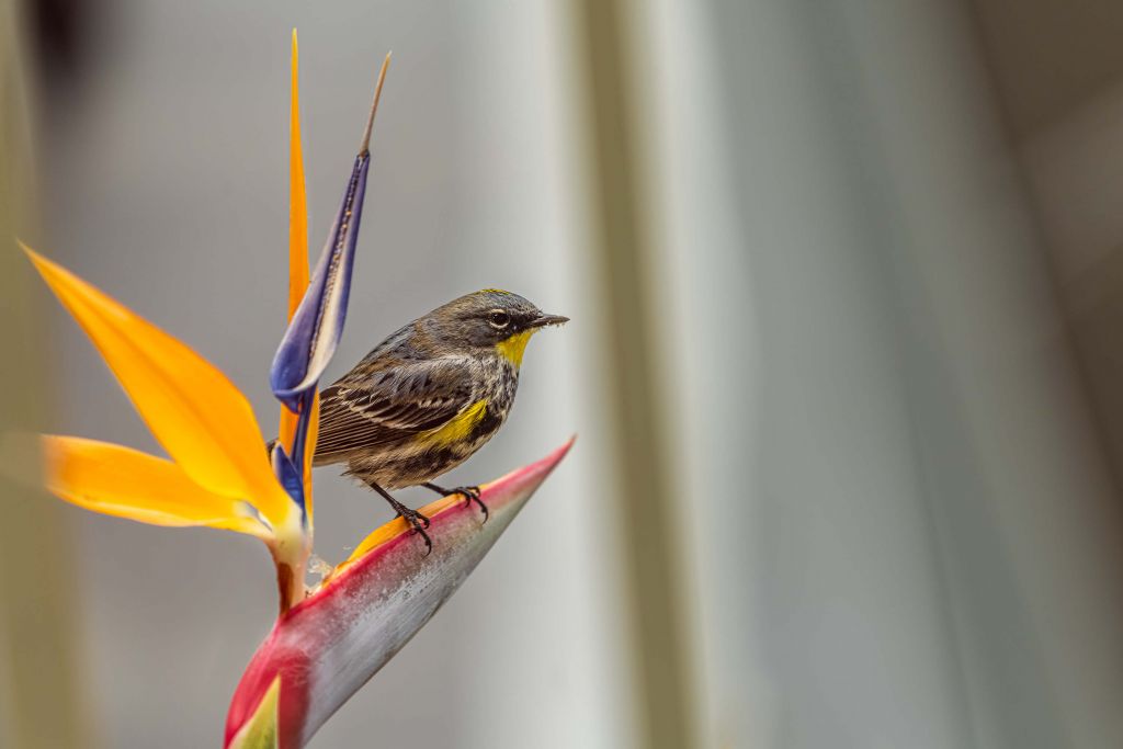 Flor del paraíso con pájaro