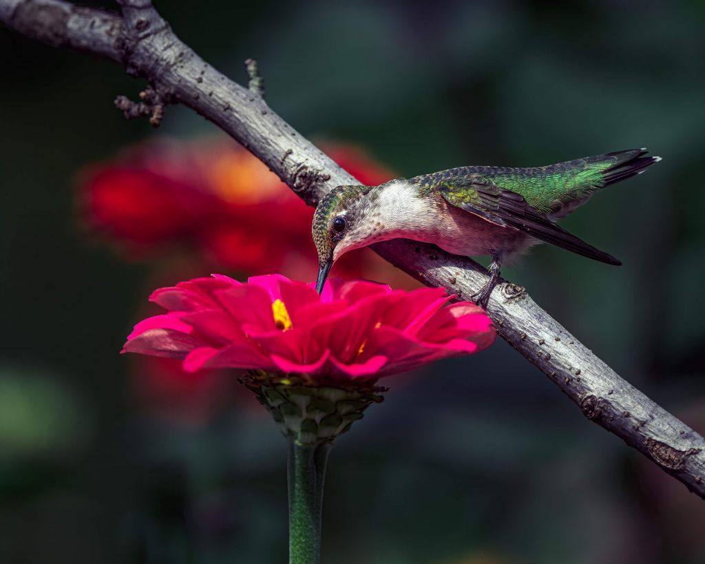 Bebida de colibrí