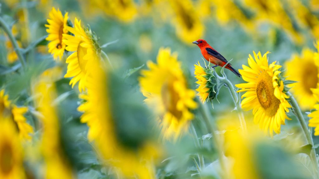 Campo de girasoles con pájaro rojo