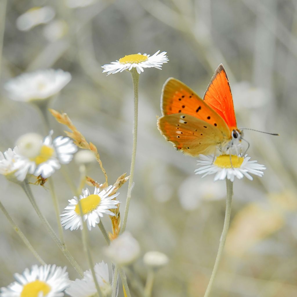 Margaritas y mariposa naranja