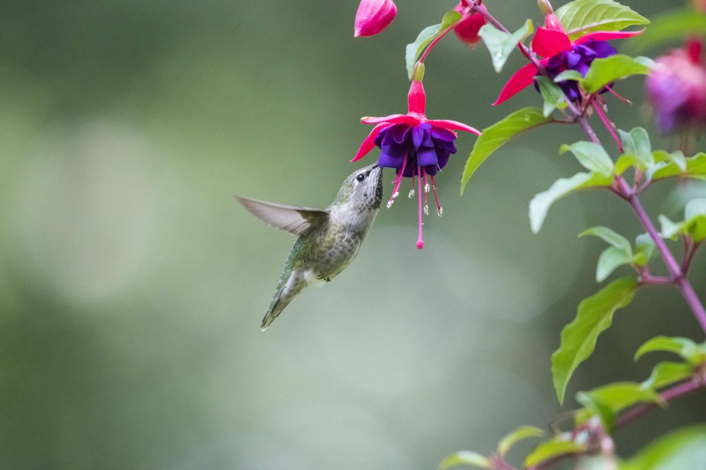 Bebida de colibrí