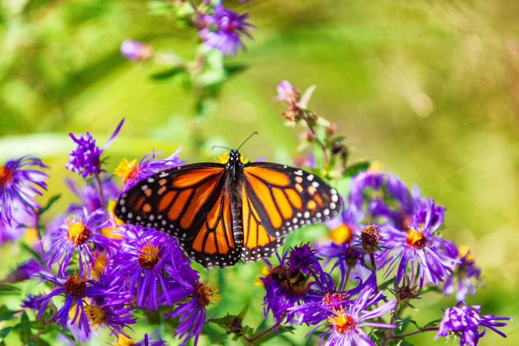 Flores moradas y mariposa Monarca