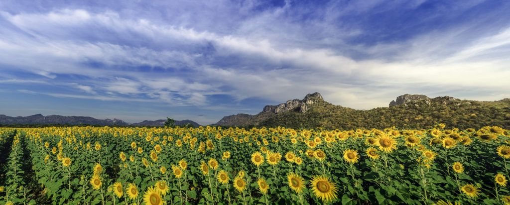 Campo de floración amarillo