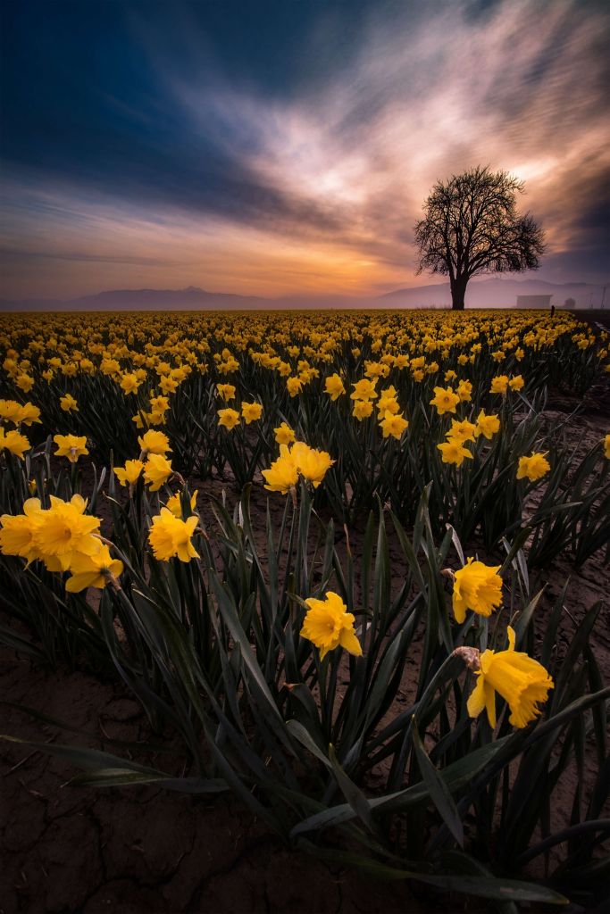 Campo con narcisos