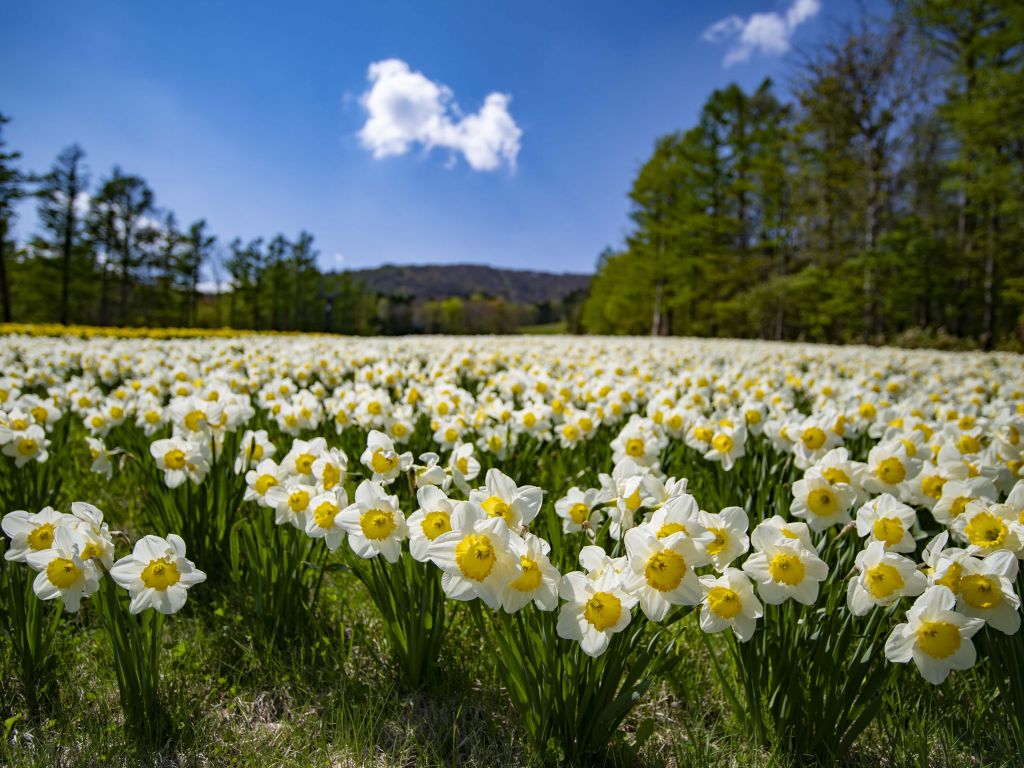 Narcisos blancos