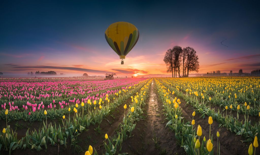 Campo de tulipanes rosa-amarillo