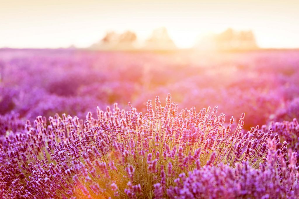 Primer plano de flores de lavanda