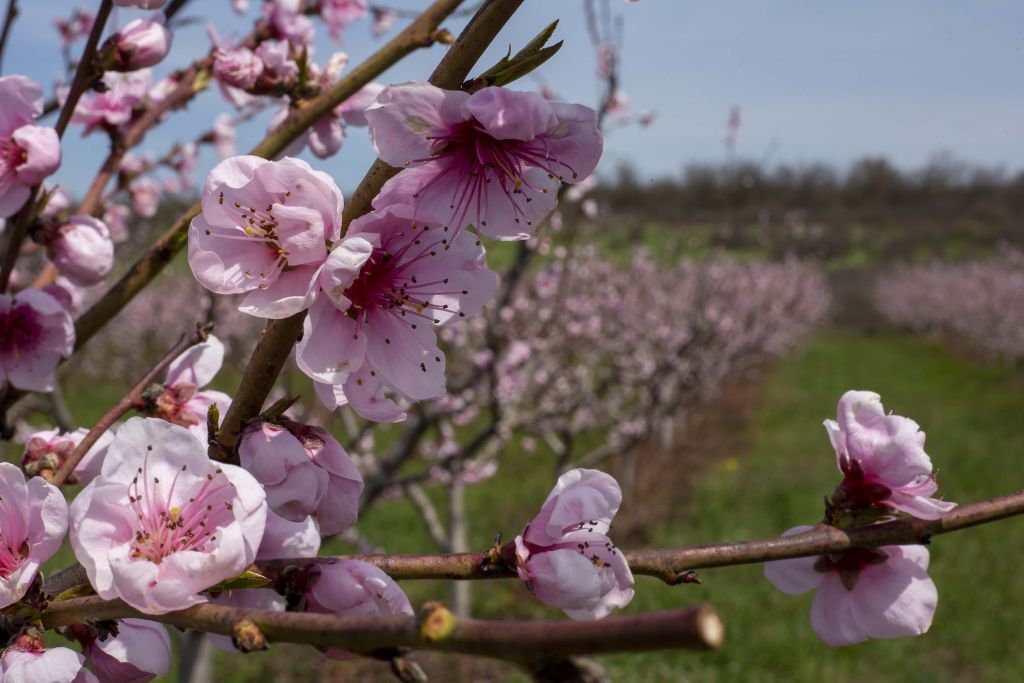 Primer plano de las flores