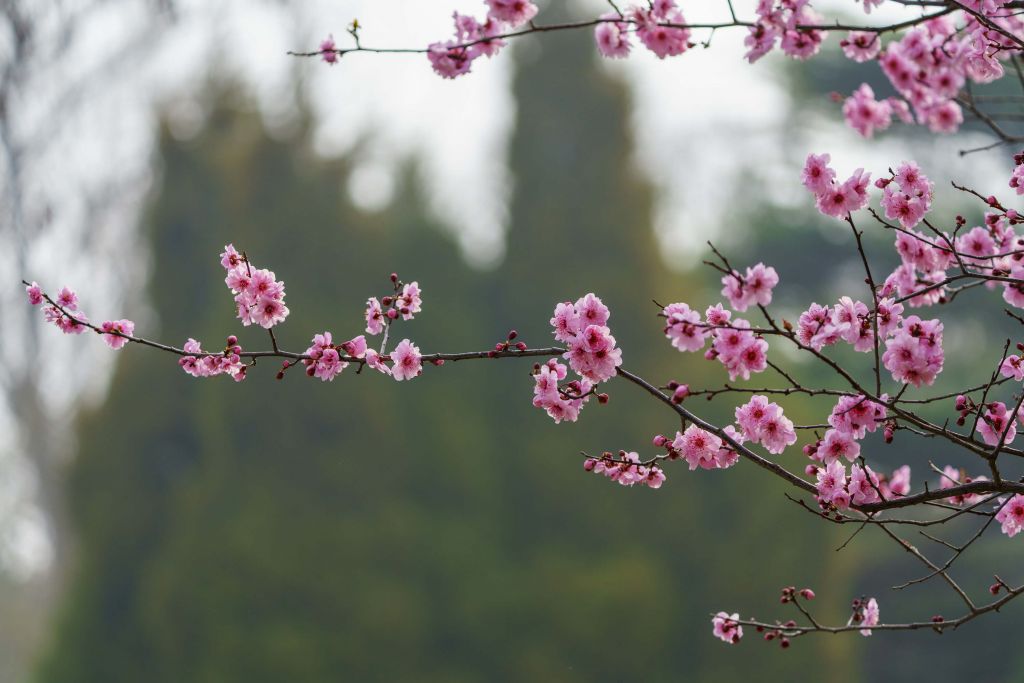Flores en flor
