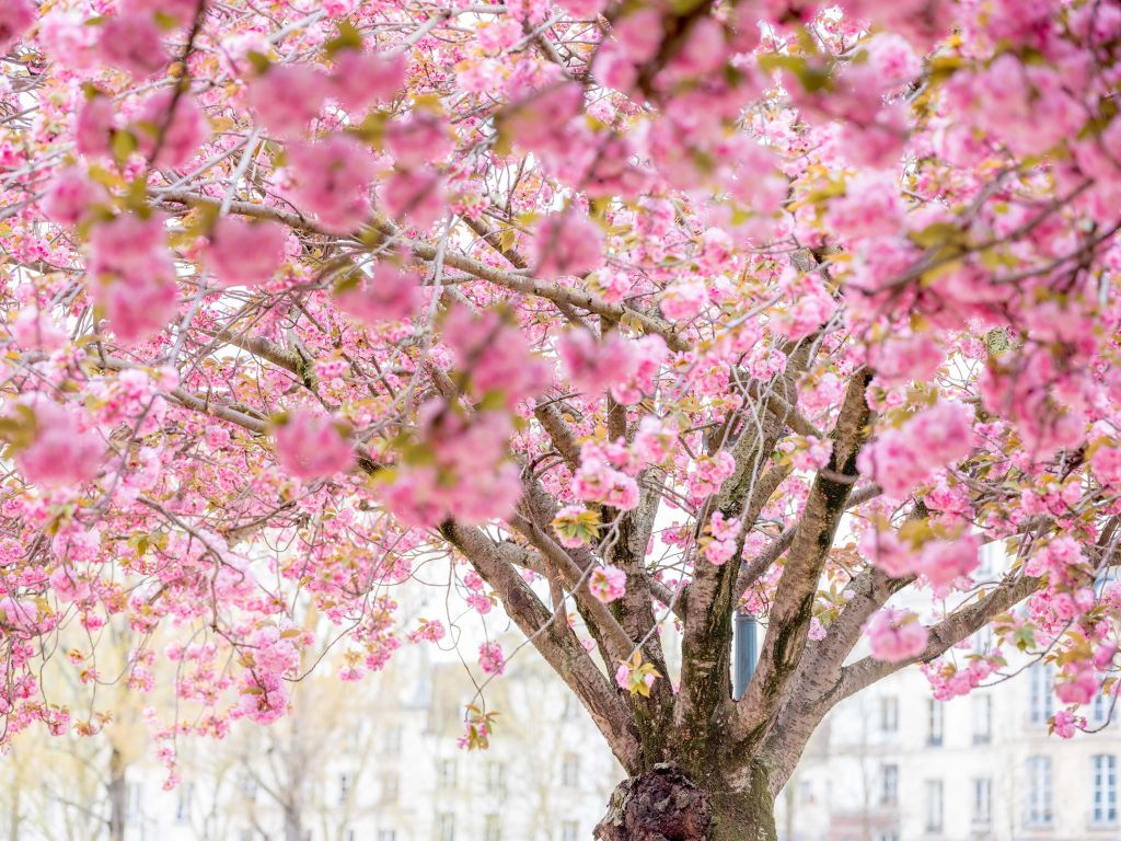 Árbol en flor