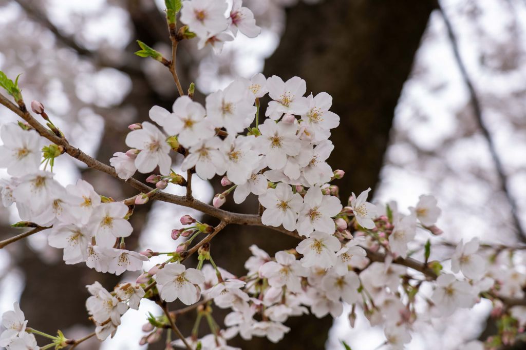 Flores blancas