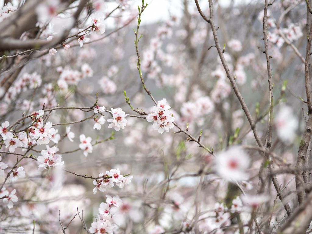 Flores blancas y rosadas