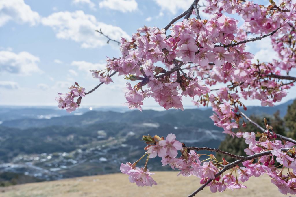 Flores japonesas con montañas