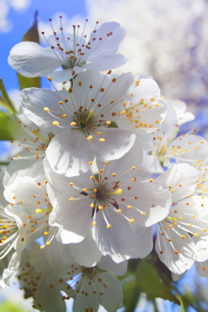 Primer plano de las flores blancas