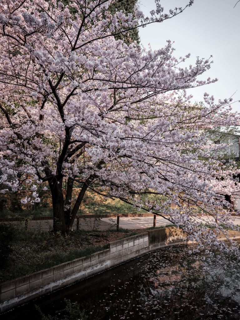 Árbol de la flor japonesa