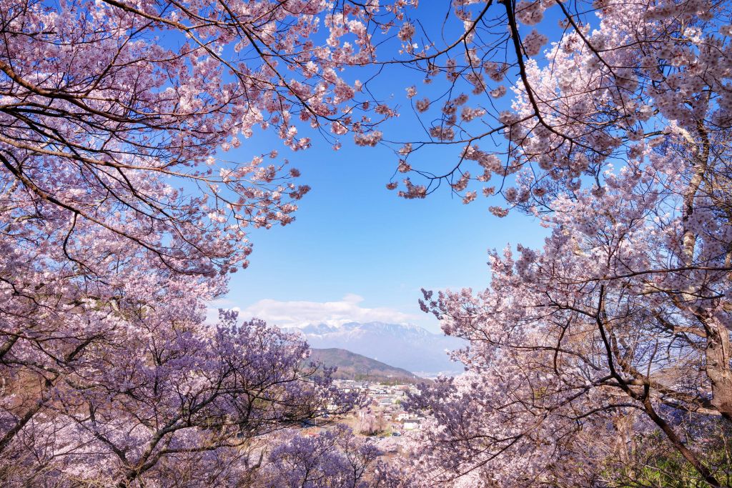 Flores rosas con montañas