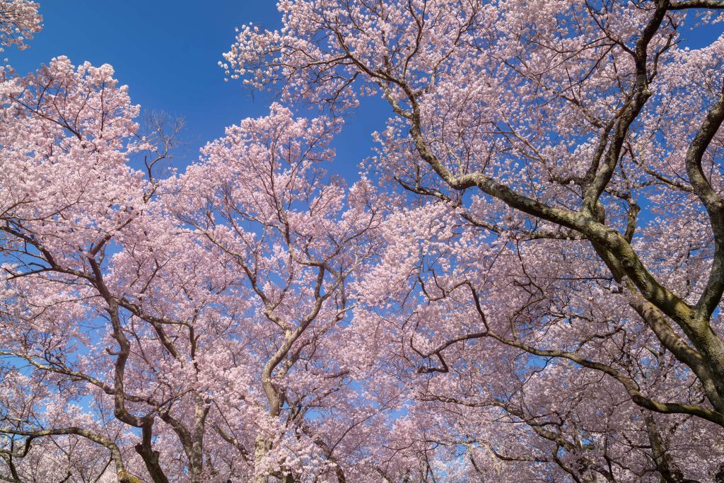 Flores con cielo azul