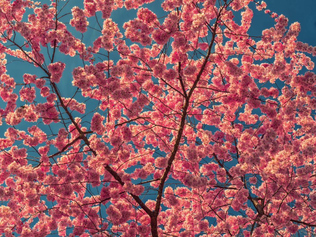 Flores de color rosa brillante