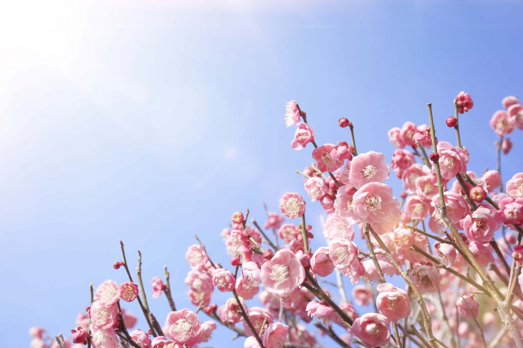 Flores con cielo azul