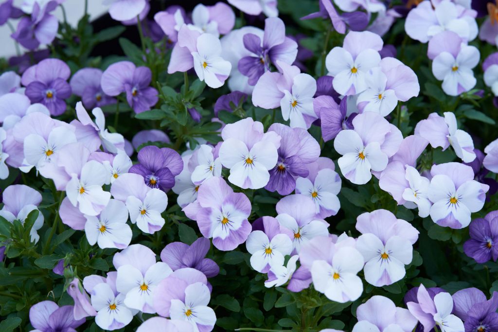 Violas blancas y moradas