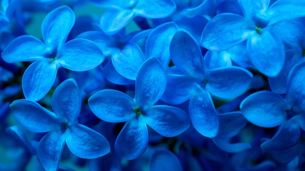 Primer plano de flores azules